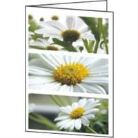 Carte de vœux Sigel DC171 220 g/m² 10,5 x 14,8 cm Assortiment 25 Unités